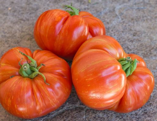 Semillas Tomate - Cherokee Tiger Large Red Dwarf