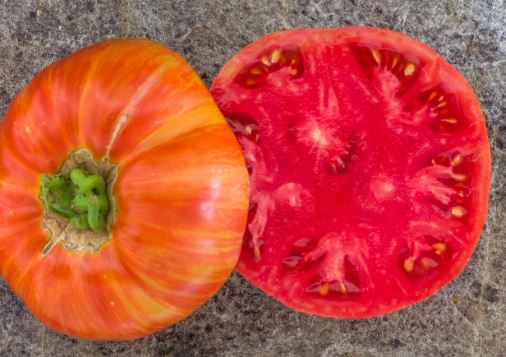 Semillas Tomate - Cherokee Tiger Large Red Dwarf