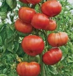 Semillas Tomate Antiguo - Climbing Triple Crop