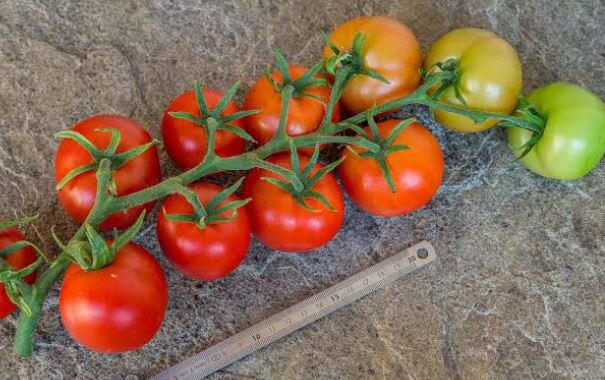 Semillas Tomate Antiguo - Clint Eastwood´s Rowdy Red
