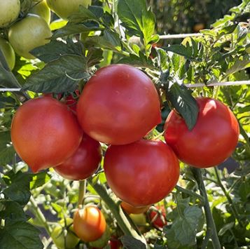 Semillas Tomate Antiguo - Clint Eastwood´s Rowdy Red