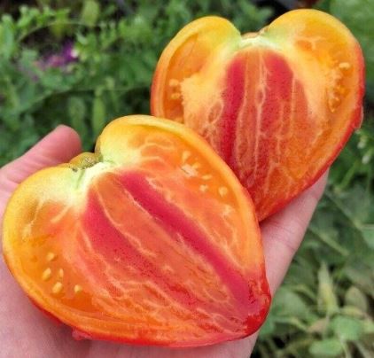 Semillas Tomate Antiguo - Corazón de Buey Bicolor