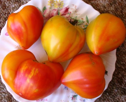 Semillas Tomate Antiguo - Corazón de Buey Bicolor