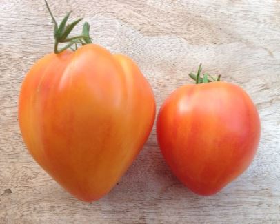 Semillas Tomate Antiguo - Desdemona's Heart