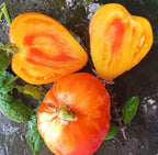 Semillas Tomate Antiguo - Desdemona's Heart