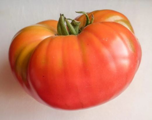 Old Tomato Seeds - English Rose
