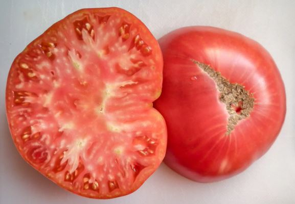 Old Tomato Seeds - English Rose