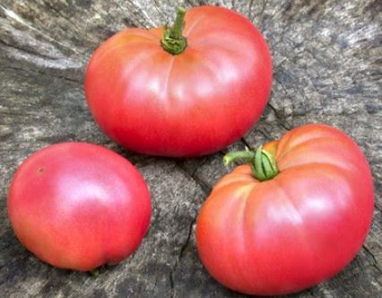 Old Tomato Seeds - English Rose