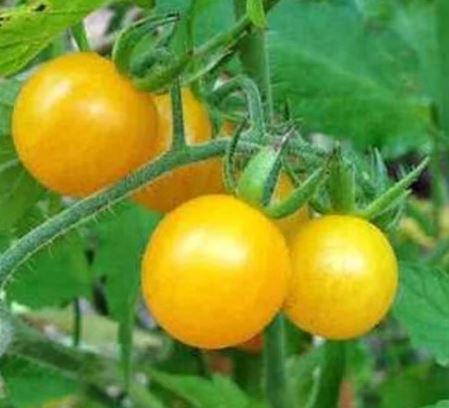 Semillas Tomate Antiguo - Galapagos