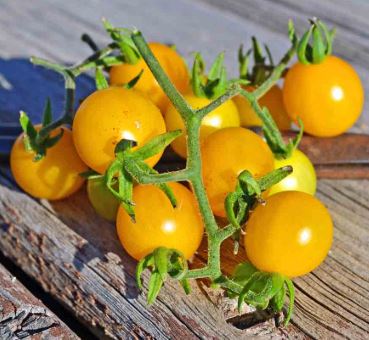 Semillas Tomate Antiguo - Galapagos