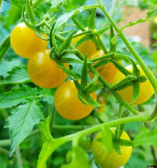 Semillas Tomate Antiguo - Galapagos