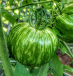 Old-Fashioned Tomato Seeds - Big Rainbow