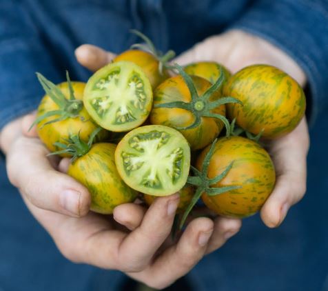 Old-Fashioned Tomato Seeds - Big Rainbow