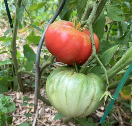 Ancient Tomato Seeds - Gregory Altaï