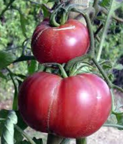 Ancient Tomato Seeds - Gregory Altaï