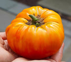 Old-Fashioned Tomato Seeds - Big Rainbow