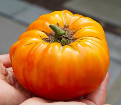 Old-Fashioned Tomato Seeds - Big Rainbow