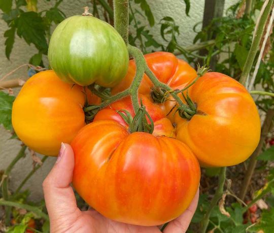 Old-Fashioned Tomato Seeds - Big Rainbow