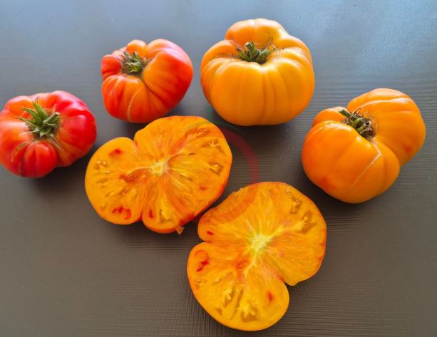 Old-Fashioned Tomato Seeds - Big Rainbow