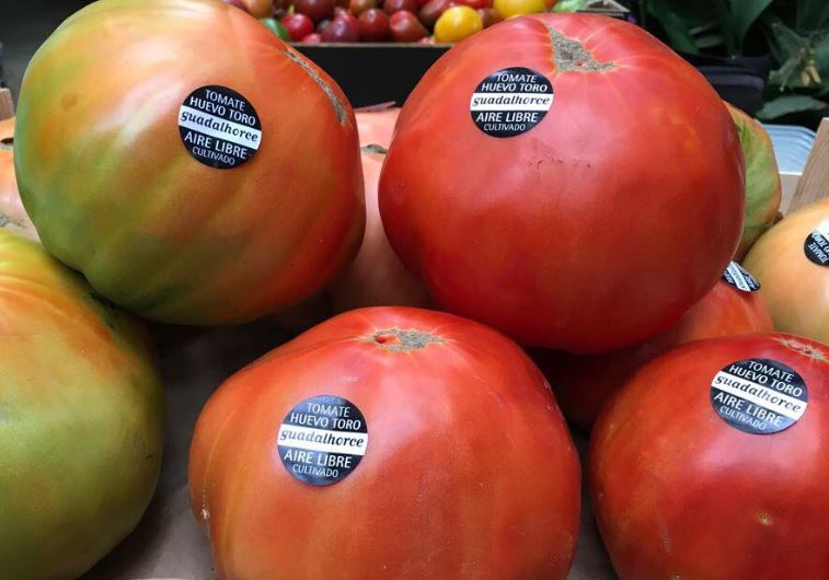 Ancient Tomato Seeds - Egg of Bull Guadalhorce Valley