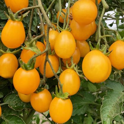 Semillas Tomate Antiguo - Ildi