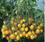 Semillas Tomate Antiguo - Ildi