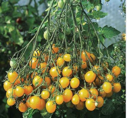 Semillas Tomate Antiguo - Ildi