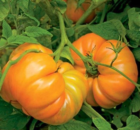 Ancient Tomato Seeds - Kellogg's Breakfast
