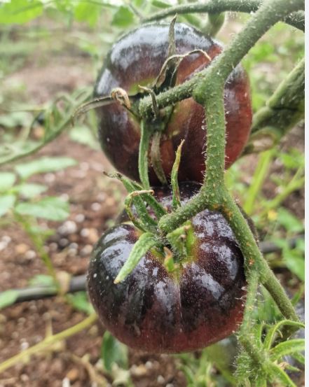 Semillas Tomate Antiguo - La Cadero