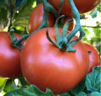 Semillas Tomate Antiguo - Manx Marvel