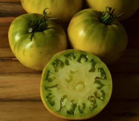 Old Tomato Seeds - Moya Verde