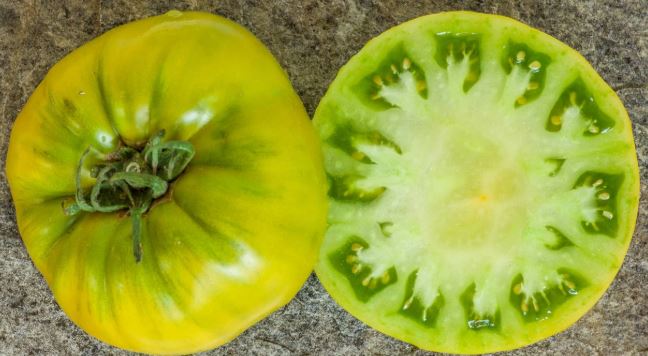Old Tomato Seeds - Moya Verde