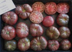 Old Tomato Seeds - Negro Segureño