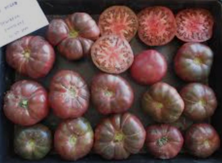 Old Tomato Seeds - Negro Segureño