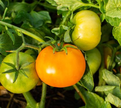 Semillas Tomate Antiguo - Orange Queen