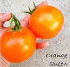 Semillas Tomate Antiguo - Orange Queen