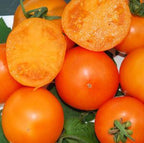 Semillas Tomate Antiguo - Orange Queen