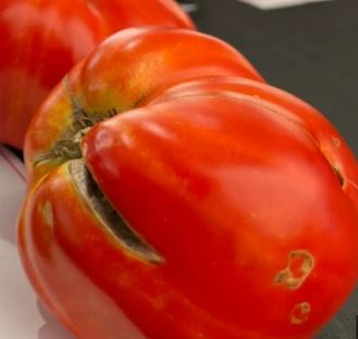 Semillas Tomate Antiguo - Perón