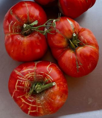 Semillas Tomate Antiguo - Perón