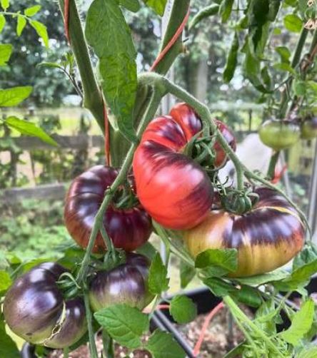 Semillas Tomate Antiguo - Pink Siberian Tiger
