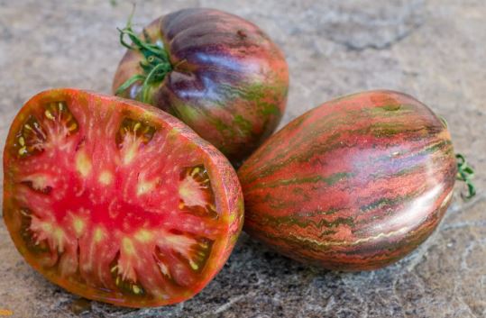 Ancient Tomato Seeds - Rebel Starfighter Prime