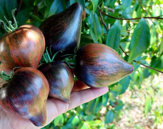 Ancient Tomato Seeds - Rebel Starfighter Prime