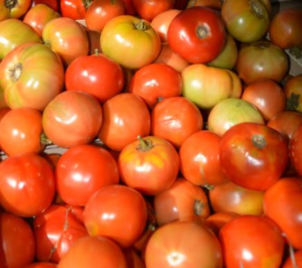 Old Tomato Seeds - Island Red
