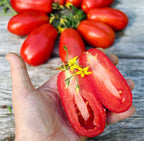 Old-Fashioned Tomato Seeds - Big Rainbow