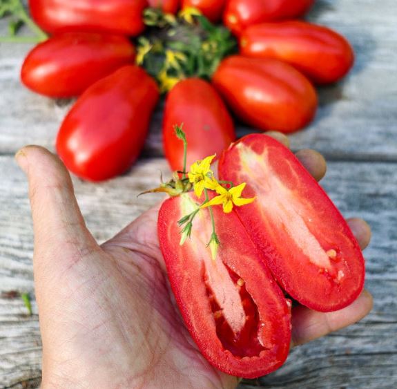 Old-Fashioned Tomato Seeds - Big Rainbow