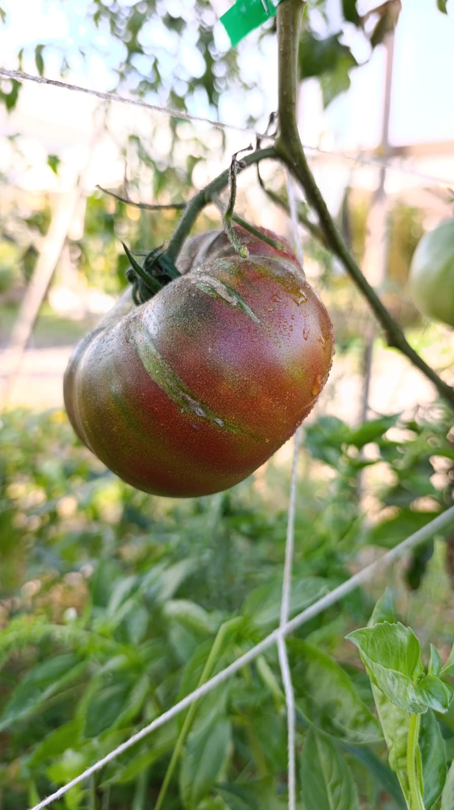 Semillas Tomate Antiguo - Señorío de la Vega
