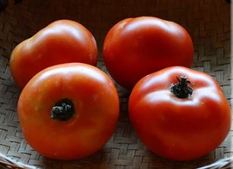 Semillas Tomate Antiguo - Sophie´s Choice