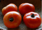 Semillas Tomate Antiguo - Sophie´s Choice