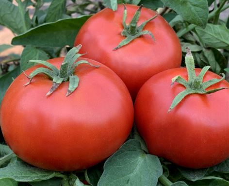 Semillas Tomate Antiguo - Sophie´s Choice