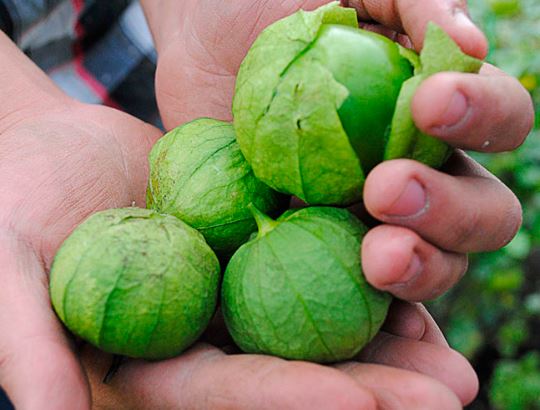 Semillas Tomate Antiguo - Tomatillo Verde Miltomate